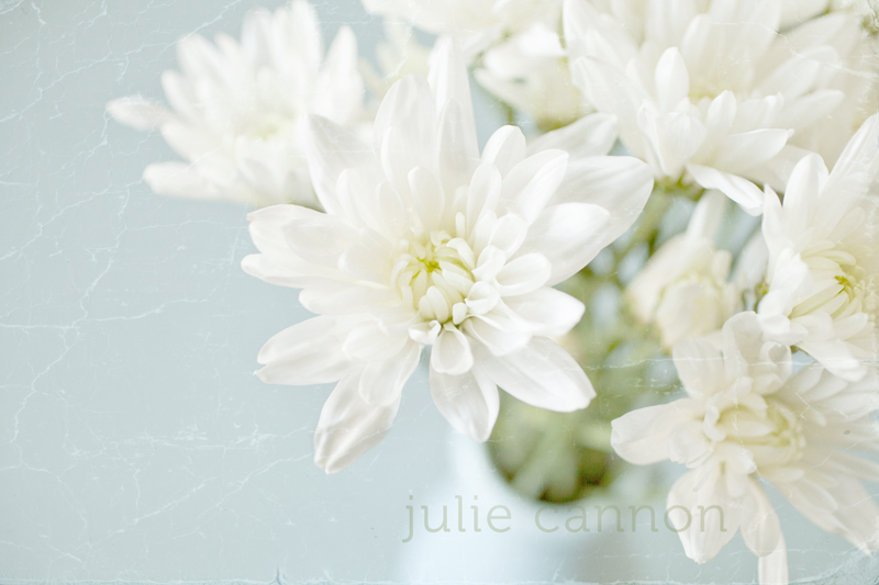 White-daisy-in-blue-vase