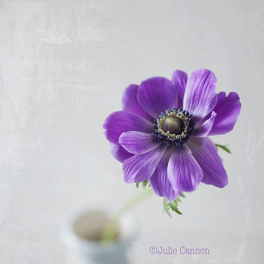 Ranunculus-purple